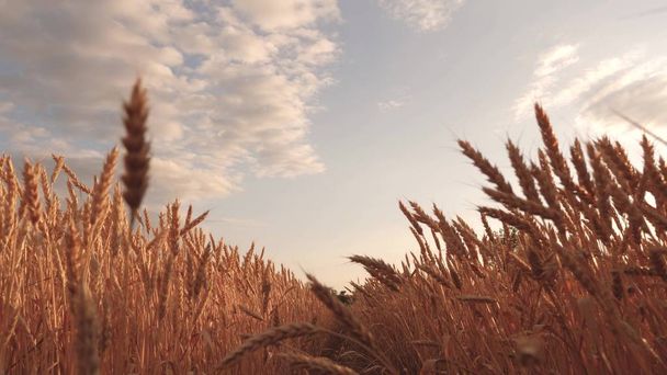 Céu bonito com nuvens no campo sobre o campo de trigo. colheita de cereais maduros contra o céu. orelhas de trigo treme vento. Um enorme chão de trigo amarelo em natureza idílica em raios dourados de pôr do sol
. - Foto, Imagem