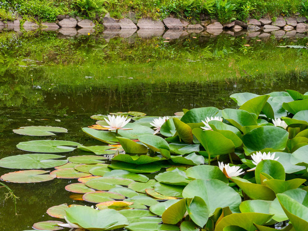 Belleza flor lila agua con hojas verdes en el viejo estanque. Enlace blossom.Summer fondo
. - Foto, Imagen
