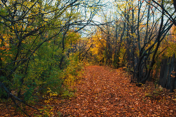 Помаранчеве жовте дерево лист ліс осінь краса природа
 - Фото, зображення