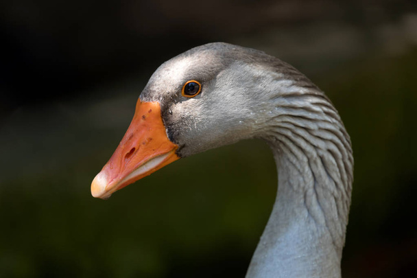 Portrait of a grey goose  - Фото, изображение