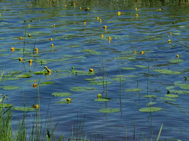 жовті квіти водяної лілії на блакитній воді, нупар люте
 - Фото, зображення