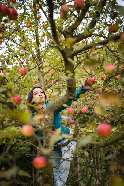 Cute young woman picking apples in an orchard  - Foto, Imagem
