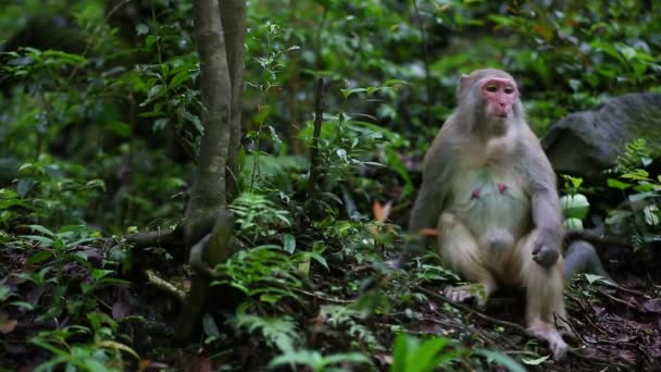 Portrait of the monkey family - Footage, Video
