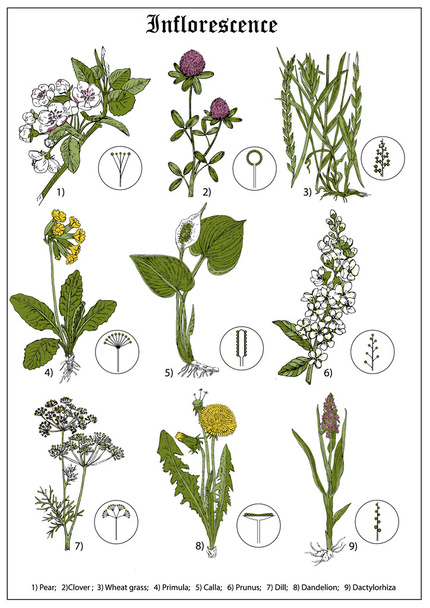 Inflorescence of pear, clover, wheat grass, primula, calla, prunus, dill, dandelion, dactylorhiza. Floral vector illustration - Vector, Image