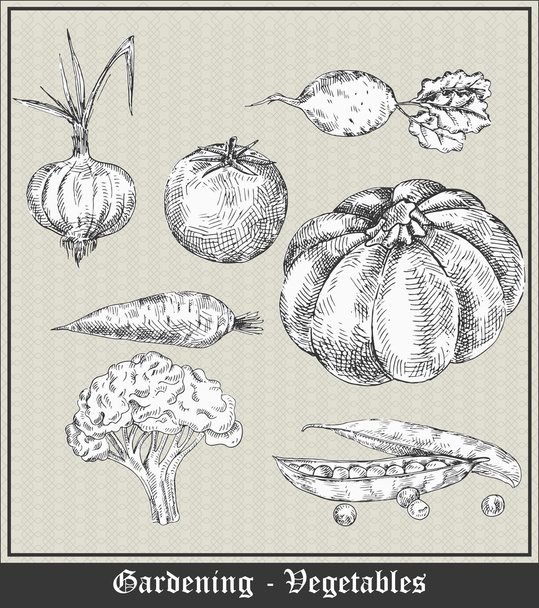 Gartenarbeit. Vintage Banner mit Gemüse und Obst. Zwiebeln, Tomaten, Rüben, Karotten, Kürbisse, Brokkoli, Blumenkohl, Erbsen. Vektorillustration - Vektor, Bild