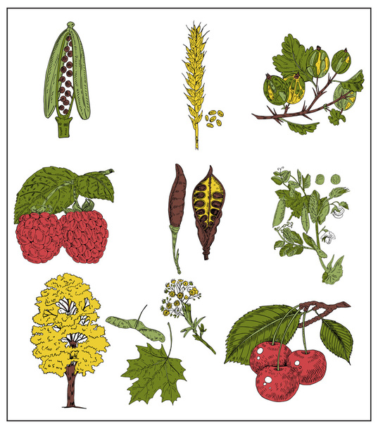 Beeren, Körner und Bohnen isoliert auf weiß. Vektorillustration - Vektor, Bild
