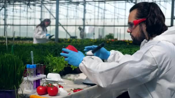 Conceito de modificação genética. Amostras de vegetais estão sendo analisadas por um agrônomo
 - Filmagem, Vídeo
