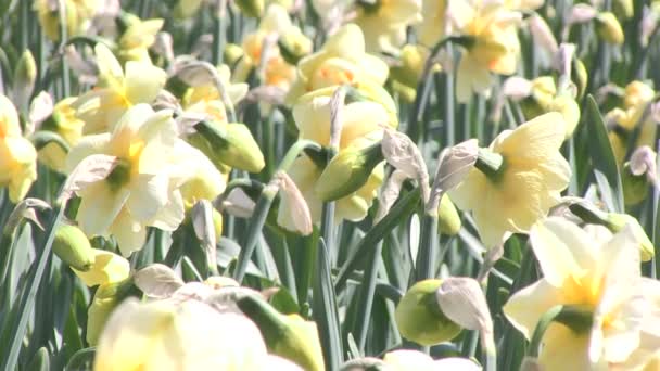 Yellow daffodils - Footage, Video