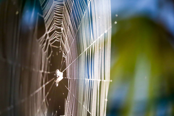 difuminación tela de arañas para manipular para atrapar presas en el árbol en el gard
 - Foto, imagen