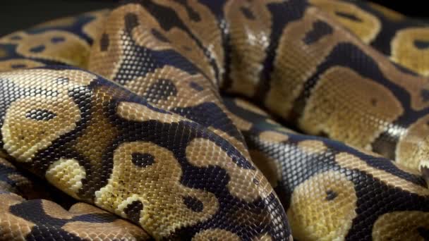 Vidéo de python royal sur noir
 - Séquence, vidéo
