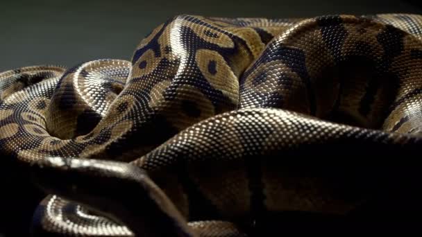 Vidéo de python royal sur texture sombre
 - Séquence, vidéo