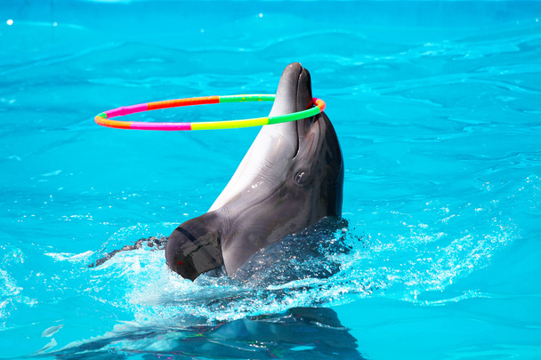 A young dolphin playing in the blue water with a hoop - Photo, Image