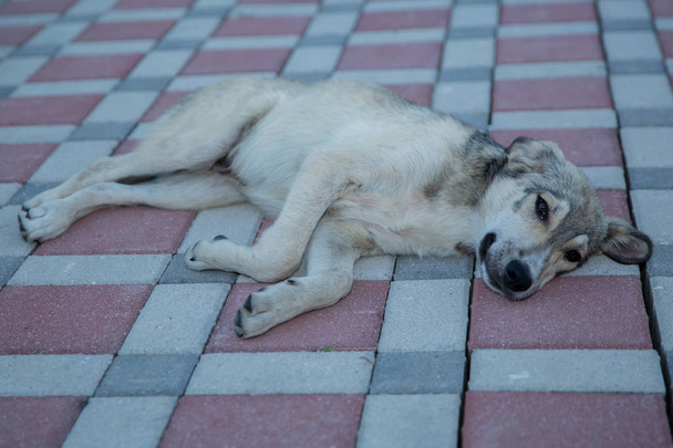 Um cão de templo dormindo para relaxar no chão. Jogue com o cão
 . - Foto, Imagem