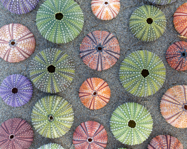 colorful sea urchins shells on wet sand beach top view - Photo, Image