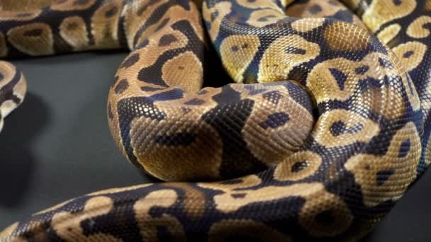 Images de python boule royale sur sombre
 - Séquence, vidéo