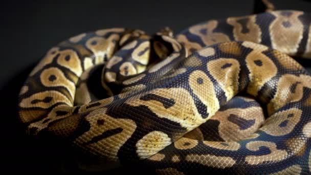 Images de ballon python royal sur matériau noir - Séquence, vidéo