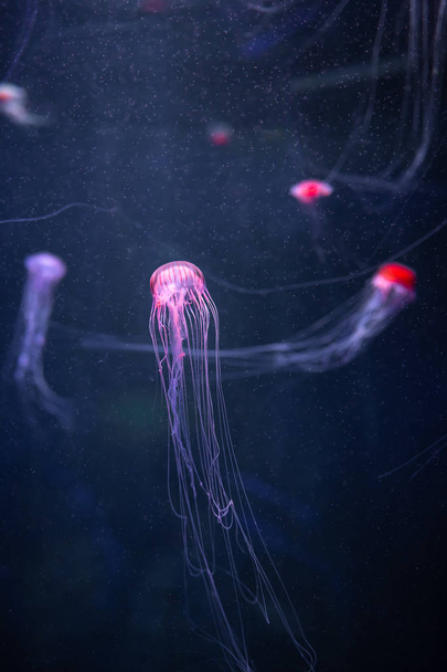 Zářící medúzy chrysaora pacifica pod vodou - Fotografie, Obrázek