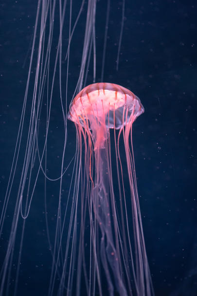 Medusas brillantes chrysaora pacifica bajo el agua - Foto, imagen
