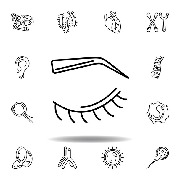 set of human organs eyebrow outline icon. Signs and symbols can be used for web, logo, mobile app, UI, UX - Vector, Image