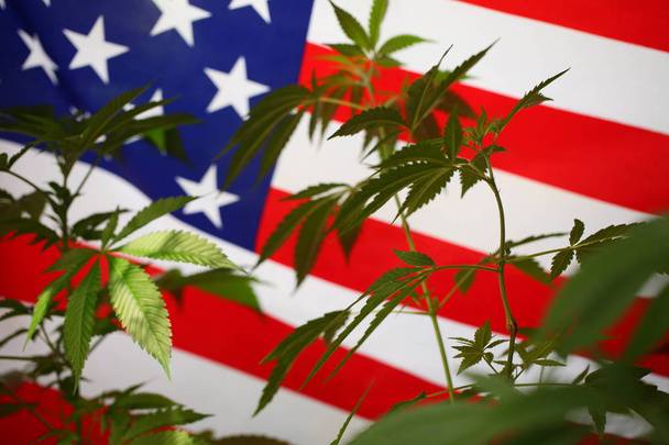 America legal marijuana concept. Medical cannabis - Photo, Image
