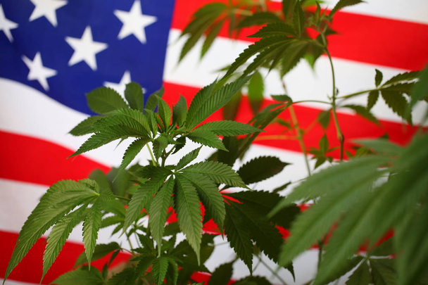 America legal marijuana concept. Medical cannabis - Foto, immagini