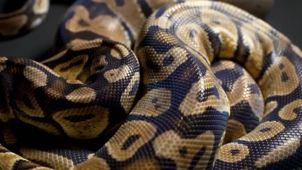 Images de ballon python sur matériau sombre
 - Séquence, vidéo