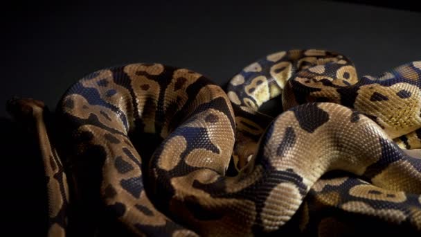 Images de ballon python sur table noire - Séquence, vidéo