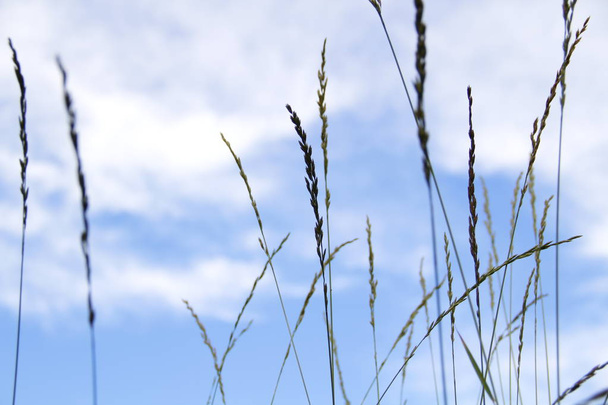 зеленая трава качается на ветру - Фото, изображение