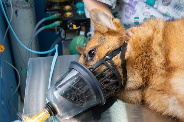Προοξυγόνωση σε ένα ναρκωμένο σκυλίδιο με φίμωτρο - Φωτογραφία, εικόνα