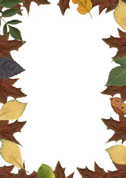 rectángulo con bordes de hojas de diferentes colores
 - Foto, imagen