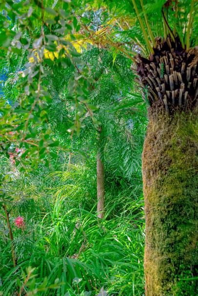 Jungle with palm trees and wild plants - Photo, Image