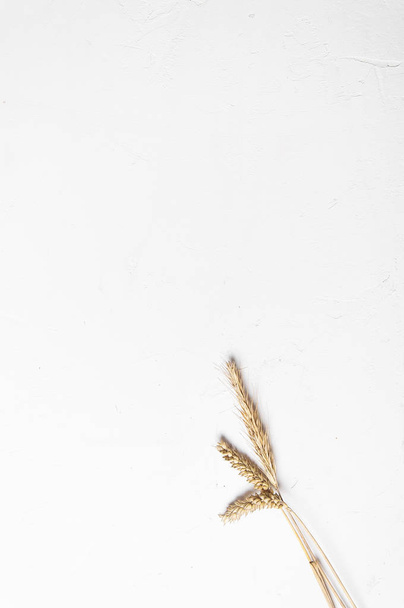 Cereal ears on a white background. Wheat and rye ears. View from above - Фото, изображение