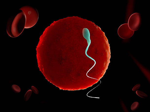 Spermie a vaječná cela. Přírodní oplodnění. 3D ilustrace na černém pozadí - Fotografie, Obrázek