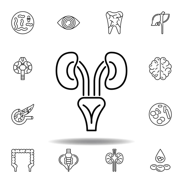 conjunto de órgãos humanos rins delinear ícone. Sinais e símbolos podem ser usados para web, logotipo, aplicativo móvel, UI, UX
 - Vetor, Imagem