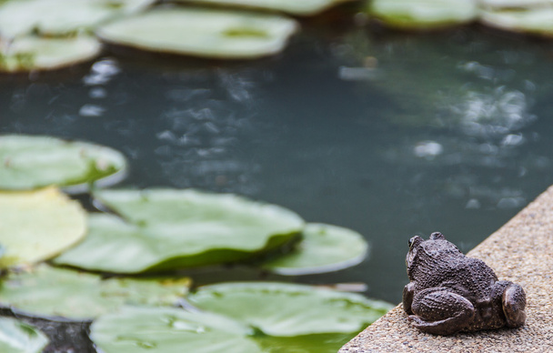 Big toad prepares for jumping to the pond - Photo, Image