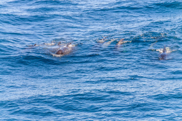 Μακρά πτερύγια πιλοτικά φάλαινες στον Νότιο Ατλαντικό Ωκεανό - Φωτογραφία, εικόνα