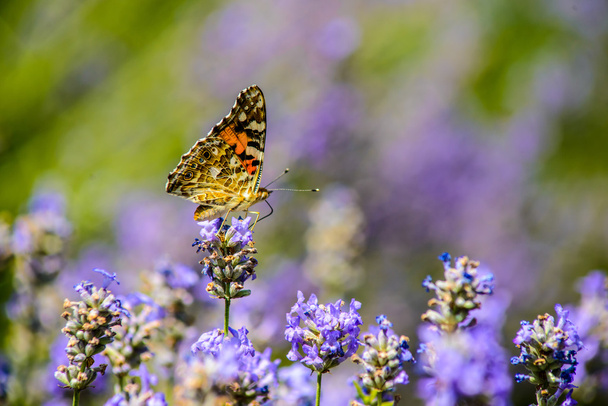 Hermosa mariposa sentada sobre flores
 - Foto, imagen