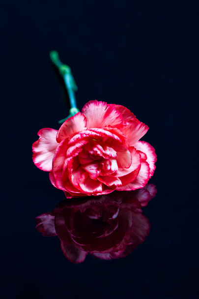 Red flower reflection on dark surface - Foto, Bild