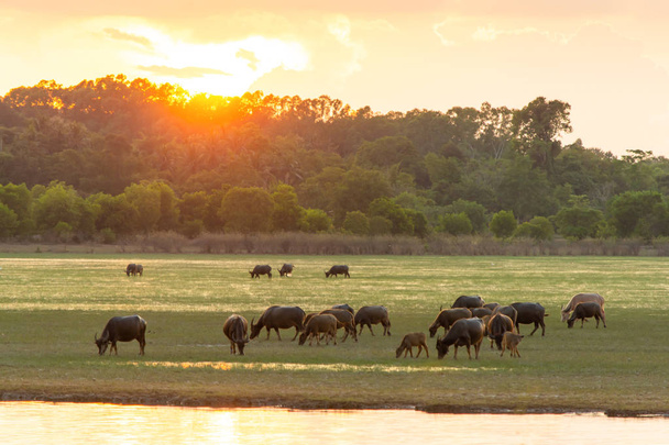 日没バックとラグーンの周りの泥炭沼のタイの沼水牛 - 写真・画像