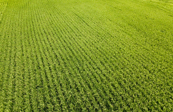 Luftaufnahme von Reis, landwirtschaftlichen Feldern in der Landschaft von Taiwa - Foto, Bild