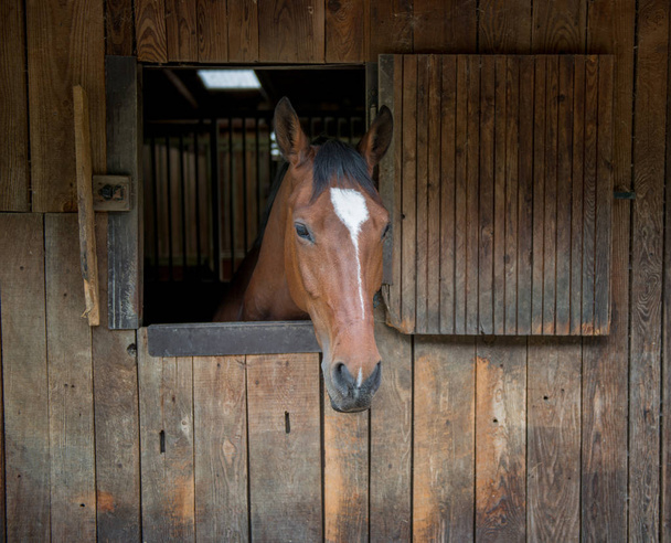 paard in de stal - Foto, afbeelding