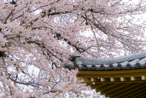 Sakura flowers or cherry blossom with roof of house in Kyoto, Ja - Photo, Image