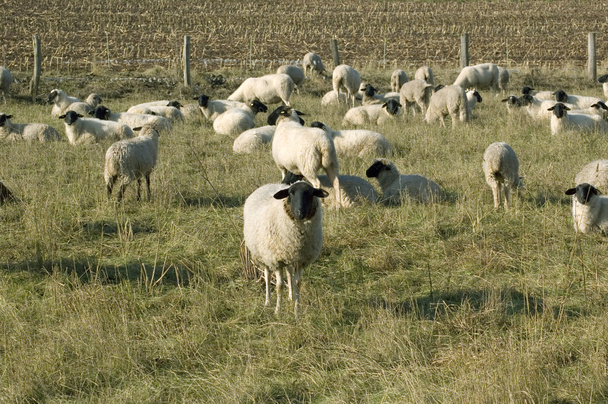 schapen grazen. - Foto, afbeelding