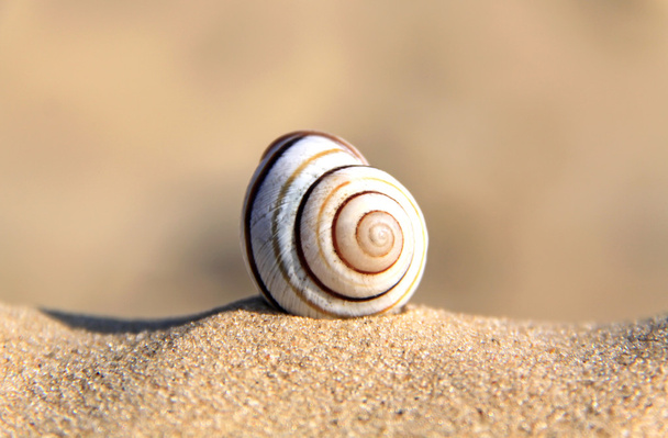 Cáscara espiral
 - Foto, imagen