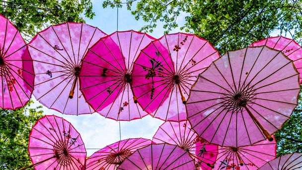 Розовые китайские зонтики или зонтики под пологом деревьев в пригороде Ванкувера Yale Town, Британская Колумбия, Канада
 - Фото, изображение