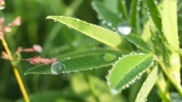 Green leaf with raindrops in the summer in nature develops in the wind - Filmmaterial, Video