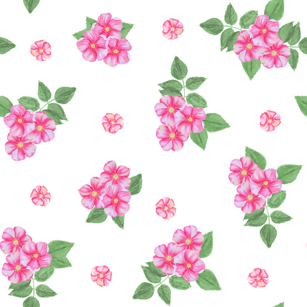 Seamless pattern of rosehip flowers isolated on a white background.  - Foto, Imagen