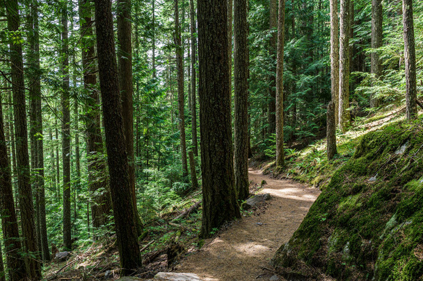 beautiful hiking trail with tall trees in garibaldi provincial park canada. - Foto, Bild