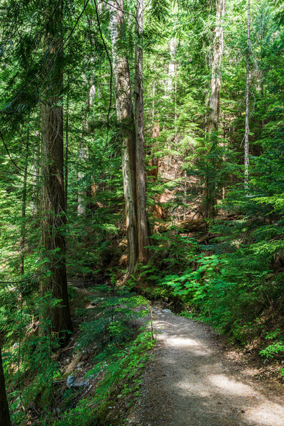 beautiful hiking trail with tall trees in garibaldi provincial park canada. - Foto, Imagem