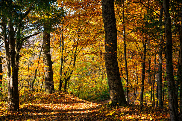 Autumn day in the forest - Φωτογραφία, εικόνα